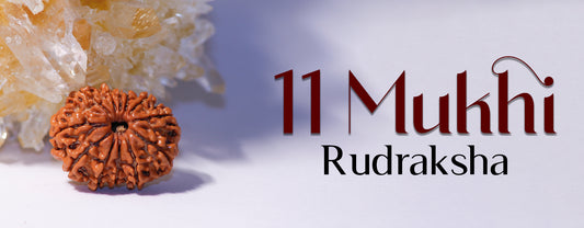 11 mukhi rudraksha original