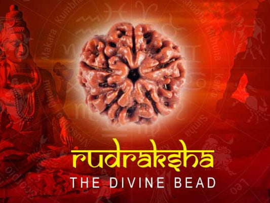 10 mukhi rudraksha original