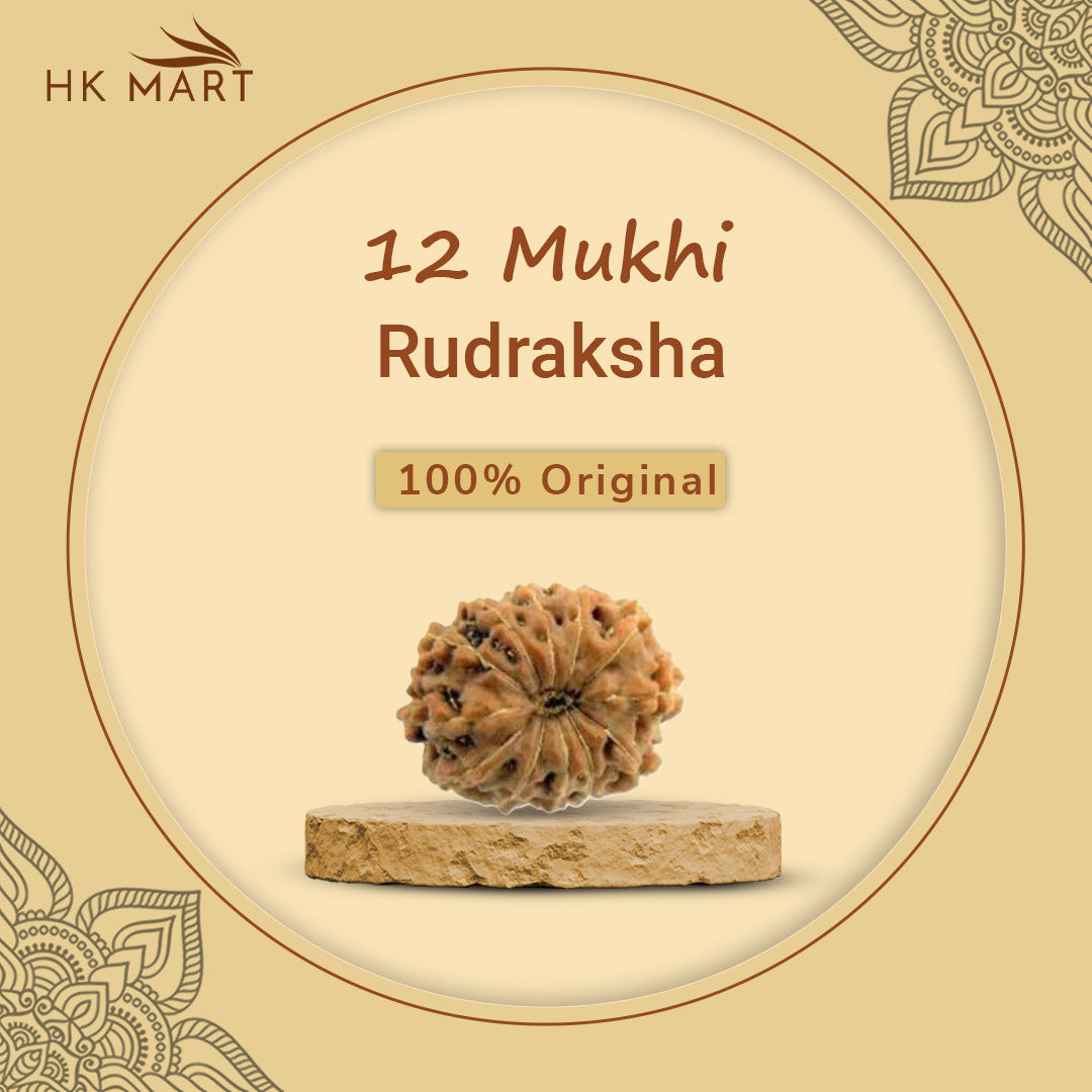 12 Mukhi Rudraksha (Nepal) | 12 Mukhi Rudraksha Original | 12 Mukhi Rudraksha Price | 12 Mukhi Rudraksha Benefits | 12 Mukhi Rudraksha Mala | 12 Mukhi Rudraksha Bracelet | 12 Mukhi Rudraksha Pendant