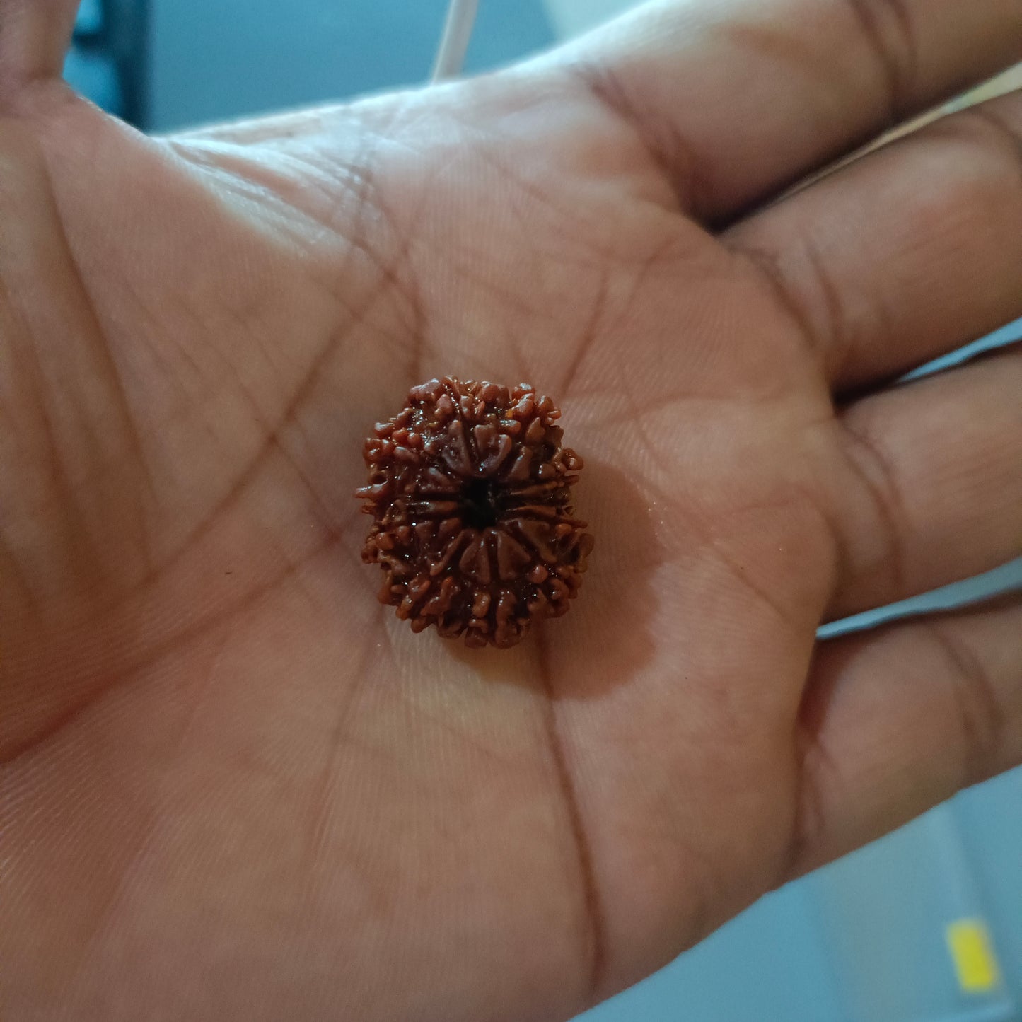 11 Mukhi Rudraksha (Nepal) | 11 Mukhi Rudraksha Original | 11 Mukhi Rudraksha Price | 11 Mukhi Rudraksha Benefits | 11 Mukhi Rudraksha Mala | 11 Mukhi Rudraksha Bracelet | 11 Mukhi Rudraksha Pendant