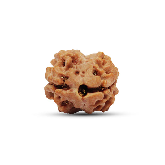 2MukhiRudrakshaNepali | NepaliRudraksha | RudrakshaPower | SpiritualHealing | SacredRudraksha | DivineEnergy | RudrakshaBeads | RudrakshaBlessings | RudrakshaNecklace | RudrakshaForPeace | 2MukhiBead | SpiritualAwakening | SacredBeads | RudrakshaCollection | RudrakshaForSoul | Buynow | Harekrishnamart |
