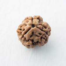 3 Mukhi (Nepali) Rudraksha| Certified 3 Mukhi Rudraksha| 3 Mukhi Nepali Rudraksha Price And Benefits| 3 Mukhi  For Men And Women | 3MukhiRudraksha | ThreeMukhiRudraksha | SacredBeads | SpiritualHealing | DivineBlessings| TransformationBeads| RudrakshaPower HealingBeads |  ShivaBlessings | InnerStrength | MeditationBeads | RudrakshaMantra | SpiritualAwakening | EnergyHealing | PowerOfThree