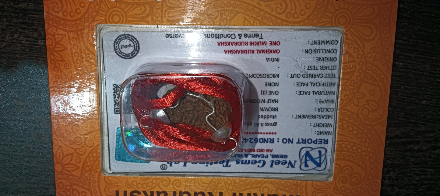 Buy Original Ek Mukhi Rudraksha
