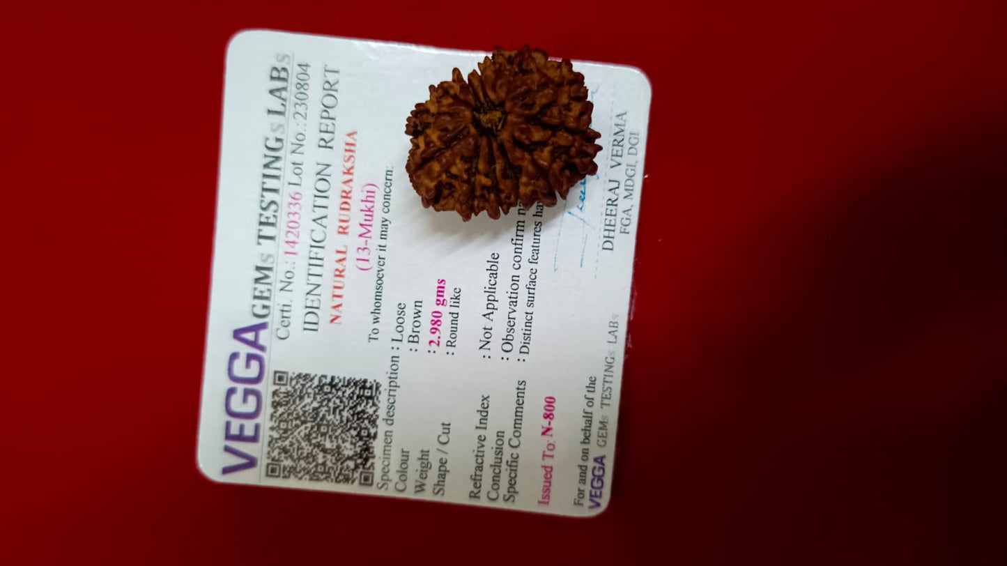 13 Mukhi Rudraksha (Nepal) | 13 Mukhi Rudraksha Original | 13 Mukhi Rudraksha Price | 13 Mukhi Rudraksha Benefits | 13 Mukhi Rudraksha Mala | 13 Mukhi Rudraksha Bracelet | 13 Mukhi Rudraksha Pendant