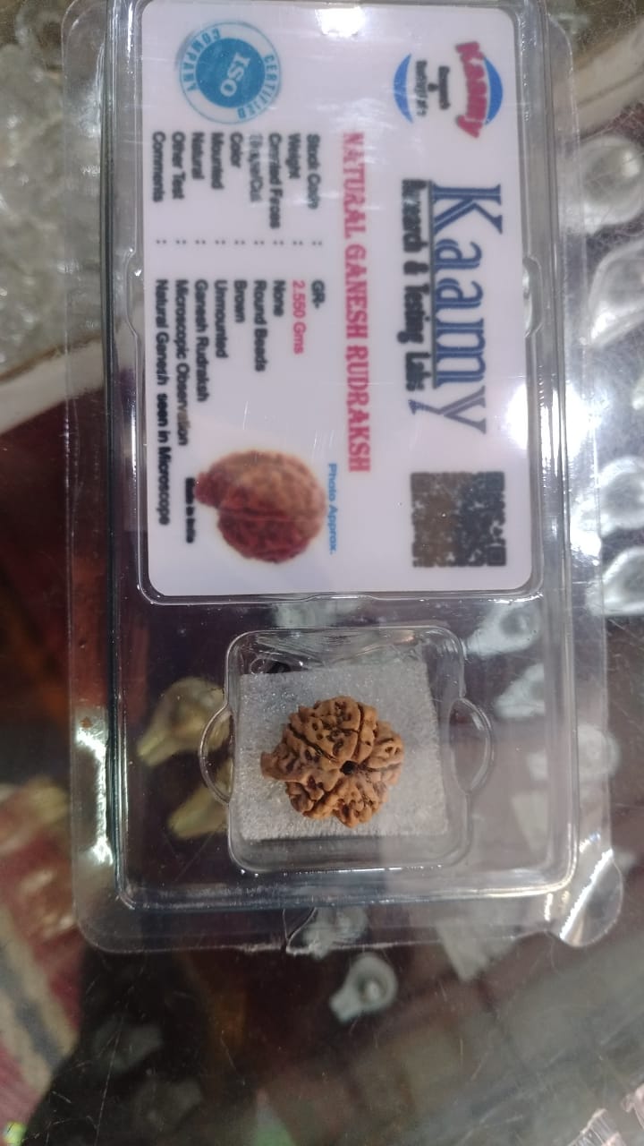 Ganesh Mukhi Rudraksha | Buy ganesh Mukhi Rudraksha | ganesh Mukhi Rudraksha Benefits | ganesh Mukhi Rudraksha Price | ganesh Mukhi Rudraksha Pendant | ganesh Mukhi Rudraksha mala| ganesh face rudraksha