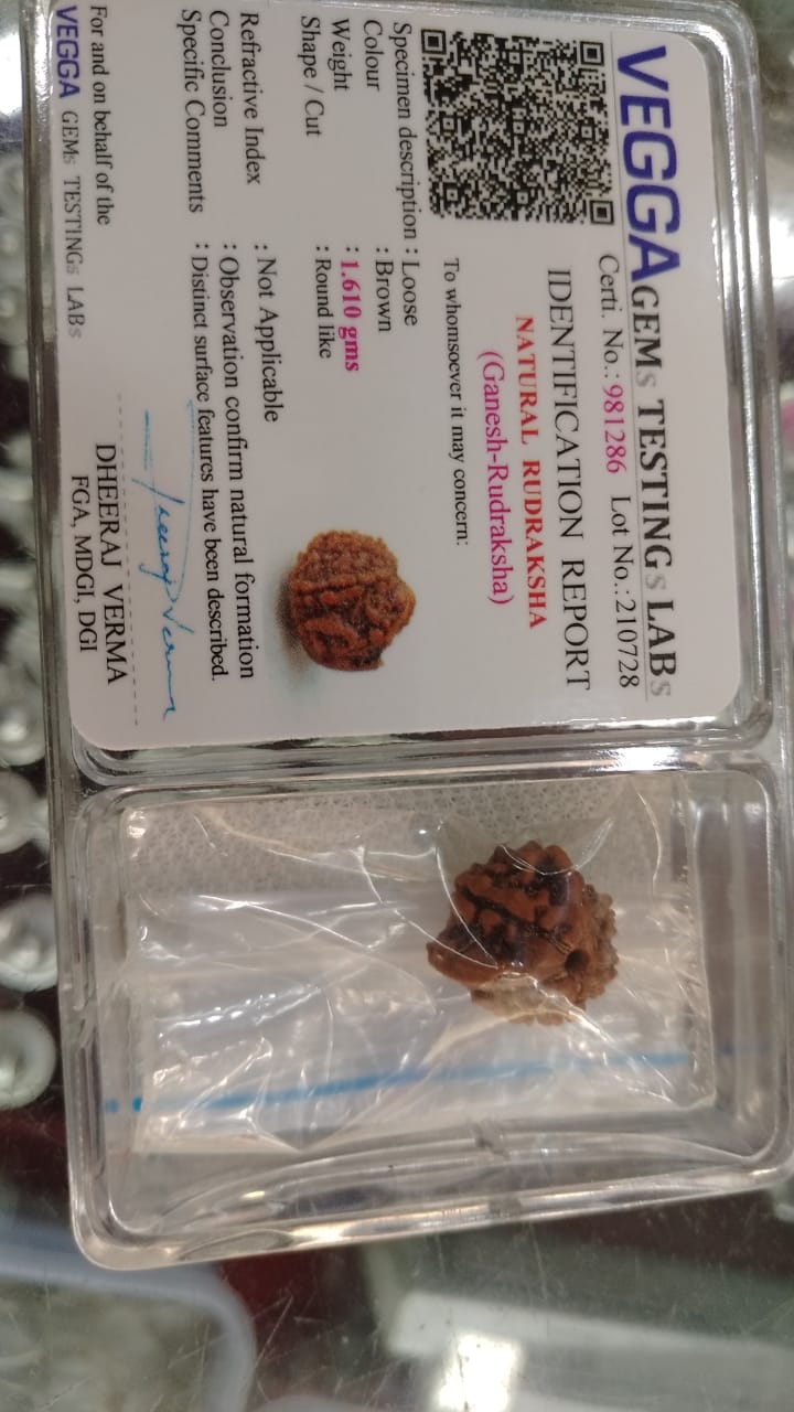 Ganesh Mukhi Rudraksha | Buy ganesh Mukhi Rudraksha | ganesh Mukhi Rudraksha Benefits | ganesh Mukhi Rudraksha Price | ganesh Mukhi Rudraksha Pendant | ganesh Mukhi Rudraksha mala| ganesh face rudraksha