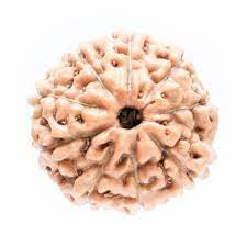 9 mukhi rudraksha|indonesia rudraksha|certified rudraksha|original rudraksha|9 mukhi rudraksha java|9 mukhi rudraksha benefits|9 mukhi rudraksha price