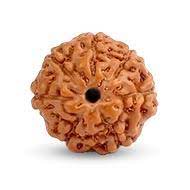 7 mukhi indonesia|7 mukhi rudraksha|7 mukhi price|7 mukhi beneifts