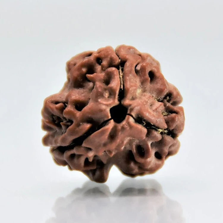 3 Mukhi (Nepali) Rudraksha| Certified 3 Mukhi Rudraksha| 3 Mukhi Nepali Rudraksha Price And Benefits| 3 Mukhi For Men And Women | 3MukhiRudraksha | ThreeMukhiRudraksha | SacredBeads | SpiritualHealing | DivineBlessings| TransformationBeads| RudrakshaPower HealingBeads | ShivaBlessings | InnerStrength | MeditationBeads | RudrakshaMantra | SpiritualAwakening | EnergyHealing | PowerOfThree