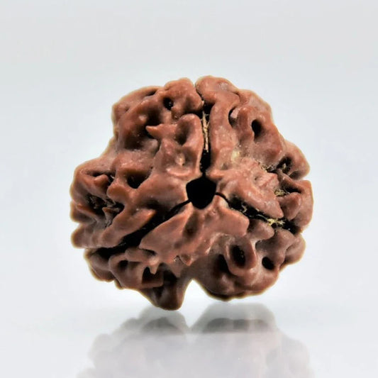 3 Mukhi (Nepali) Rudraksha| Certified 3 Mukhi Rudraksha| 3 Mukhi Nepali Rudraksha Price And Benefits| 3 Mukhi  For Men And Women | 3MukhiRudraksha | ThreeMukhiRudraksha | SacredBeads | SpiritualHealing | DivineBlessings| TransformationBeads| RudrakshaPower HealingBeads |  ShivaBlessings | InnerStrength | MeditationBeads | RudrakshaMantra | SpiritualAwakening | EnergyHealing | PowerOfThree