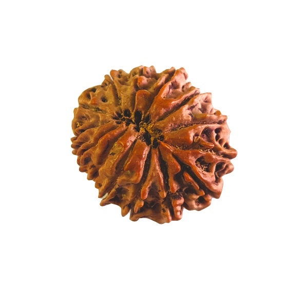 14 Mukhi Rudraksha