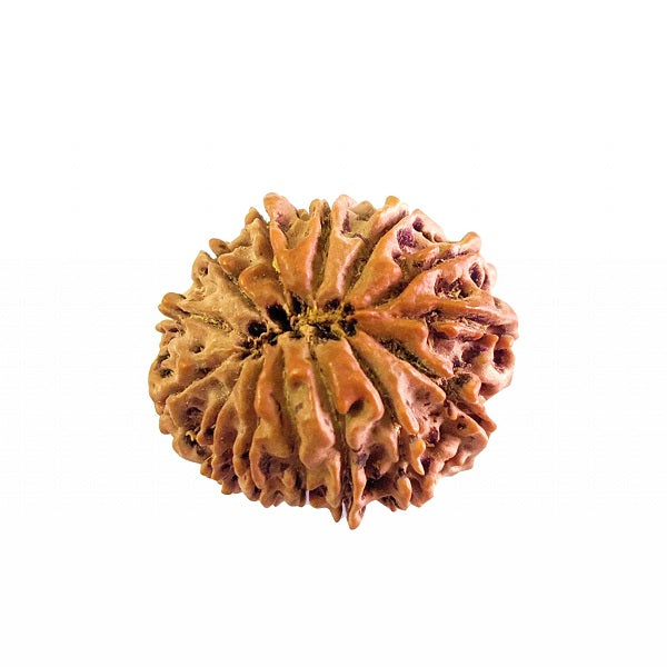 14 Mukhi Rudraksha