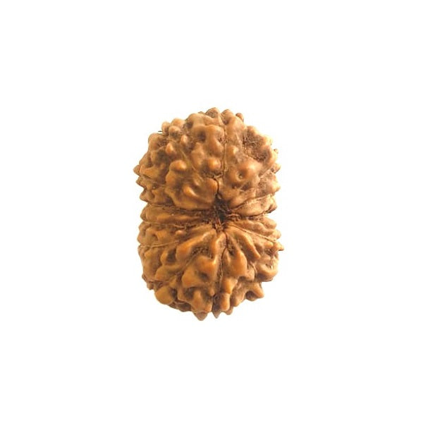 14 Mukhi Rudraksha
