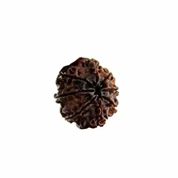 8 mukhi rudraksha price | 8 mukhi rudraksha original | 8 mukhi nepali rudraksha price | 8 mukhi rudraksha benefits