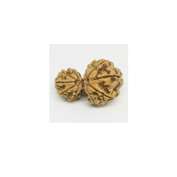gauri shankar rudraksha pric | Gaui Shankar Rudraksha Benefit | Gaui Shankar Rudraksha Pendant | Gaui Shankar Rudraksha | Gaui Shankar Rudraksha Original