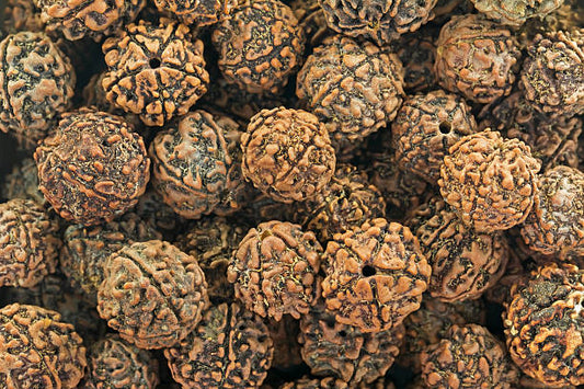 Why Are 1 Mukhi Rudrakshas Still In Demand In This Modern Era?