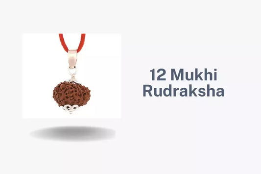 12 mukhi rudraksha benefits