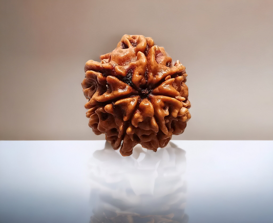 7 Mukhi Rudraksha