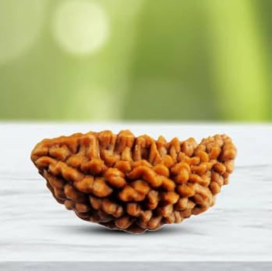 One Mukhi Rudraksha