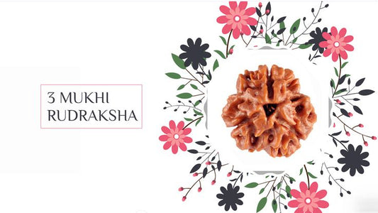 3 mukhi rudraksha