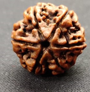 6 Mukhi Rudraksha