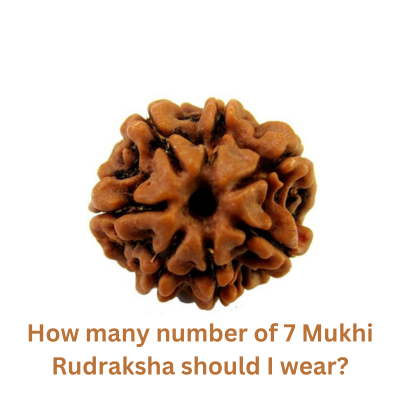 7 Mukhi Rudraksha