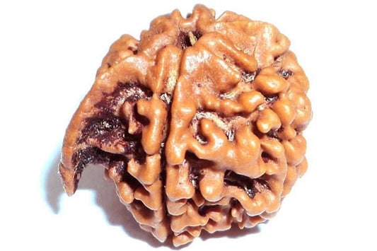 Buy Original Ganesh Mukhi Rudraksha From Hare Krishna Mart