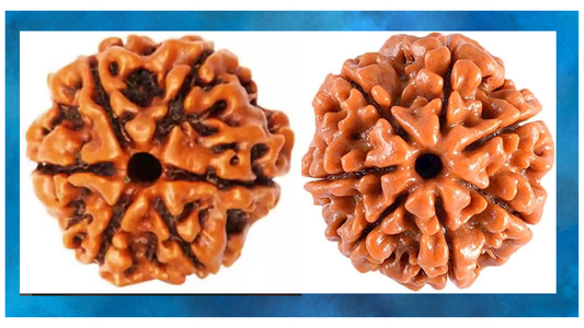 Rudraksha For Shukra Dosh And Shani Dosh