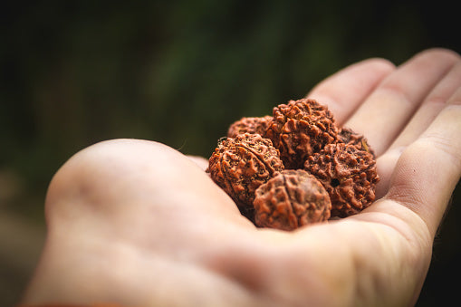 Experience Divine Blessings: Buy Authentic Rudraksha Online and Uplift Your Spiritual Journey!