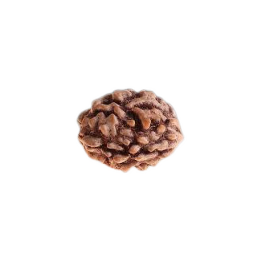 2 Mukhi Rudraksha Benefits: Method Of Wearing And Mantra