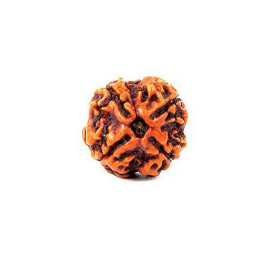 Natural 4 Mukhi Rudraksha; Lab Tested And Genuinely Effective