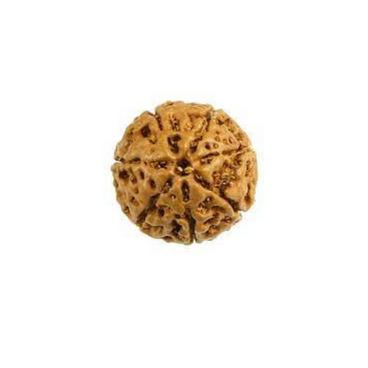 7 Mukhi Rudraksha Original: Do You Really Need It? This Will Help You Decide!