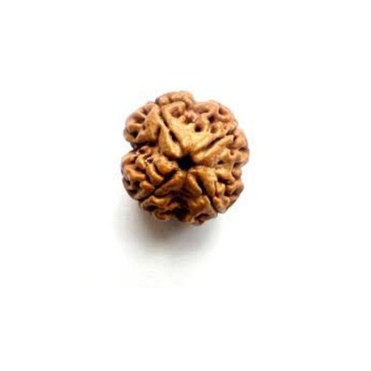 Know The Way Of Identification And Amazing Benefits Of Four Mukhi Rudraksha
