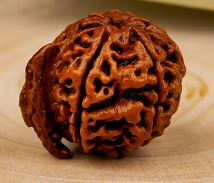 ganesh mukhi rudraksha