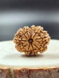 5 Mukhi Rudraksha