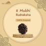 8 Mukhi Rudraksha 