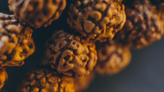 The Divine Power of the Ek Mukhi Rudraksha: Unleashing Spiritual Enlightenment