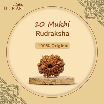 10 Mukhi Rudraksha (Nepal) | 10 Mukhi Rudraksha  Original | 10 Mukhi Rudraksha  Price | 10 Mukhi Rudraksha  Benefits | 10 Mukhi Rudraksha  Mala | 10 Mukhi Rudraksha  Bracelet | 10 Mukhi Rudraksha Pendant
