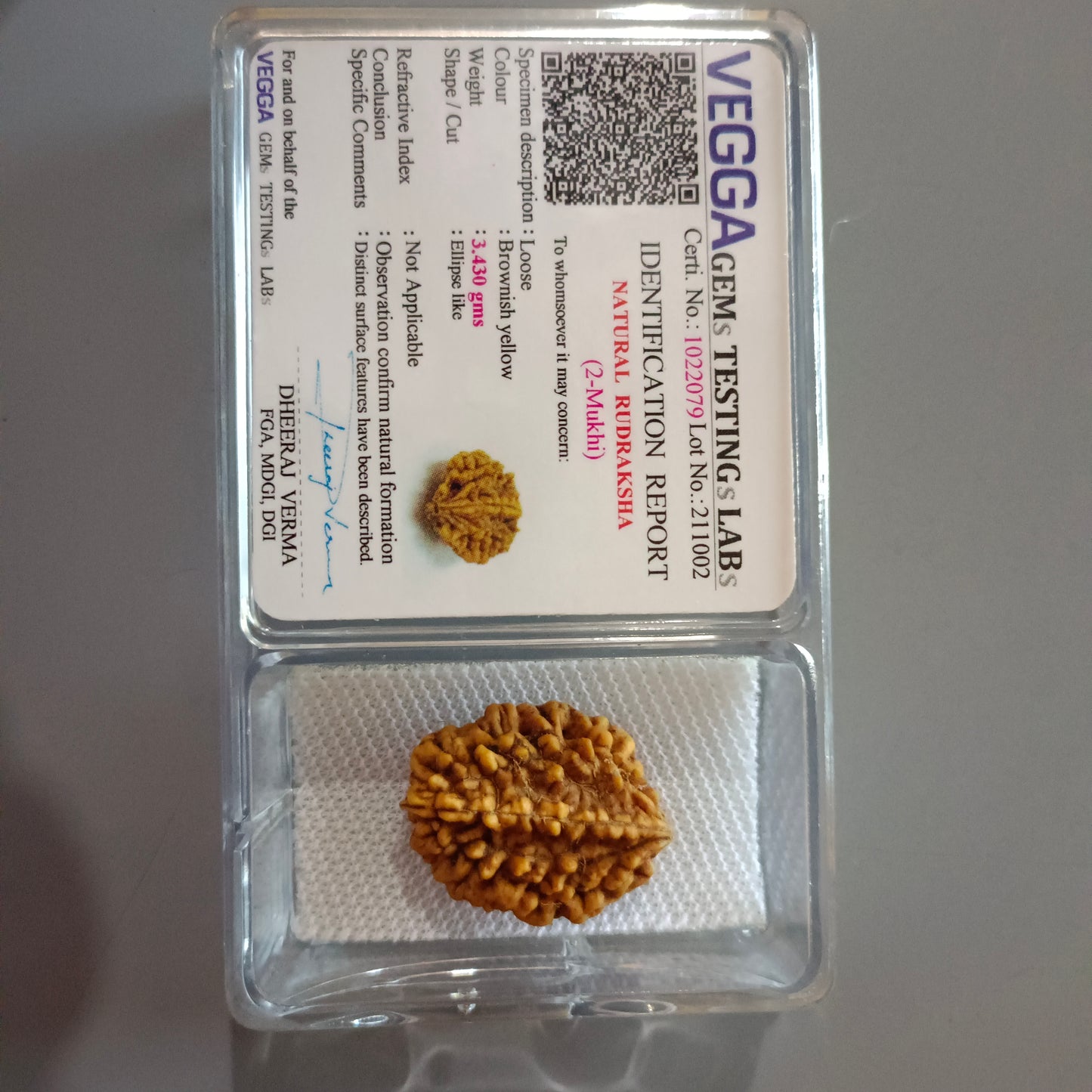 2 Mukhi Rudraksha (Nepal) | 2 Mukhi Rudraksha Original | 2 Mukhi Rudraksha Price | 2 Mukhi Rudraksha Benefits | 2 Mukhi Rudraksha Mala | 2 Mukhi Rudraksha Bracelet | 2 Mukhi Rudraksha Pendant