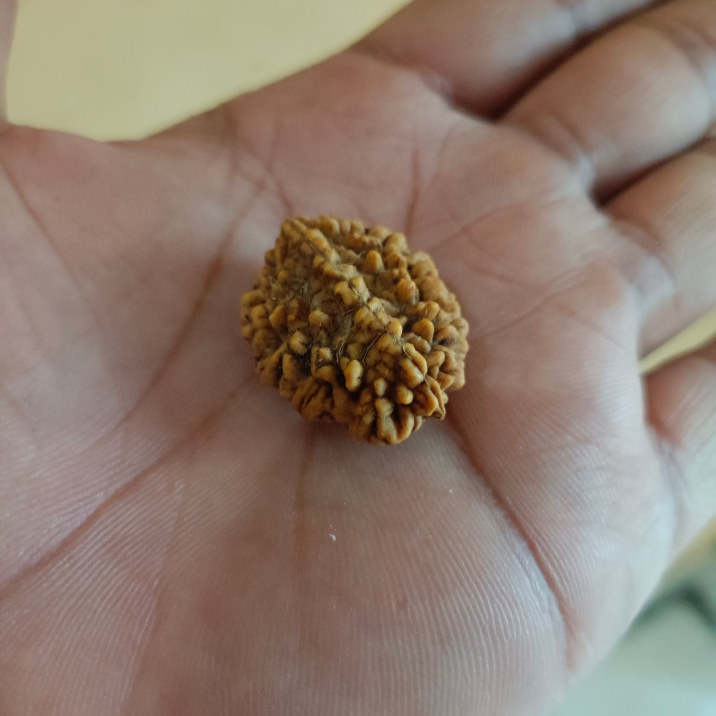 2 Mukhi Rudraksha Original