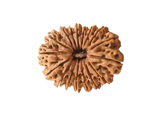 17 Mukhi (Neapli) Rudraksha| 17Rudraksha Benefits| 17 Mukhi Nepali| 17 Certified Rudraksha|17 Mukhi For Money|