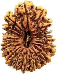 19 Mukhi (Nepali) Rudraksha| 19 Mukhi Rudrakhsa Price And Benefits| 19 Mukhi certified Rudraksha| 19 Mukhi Original Rudraksha| 19 Mukhi Rudraksha For Men And Women