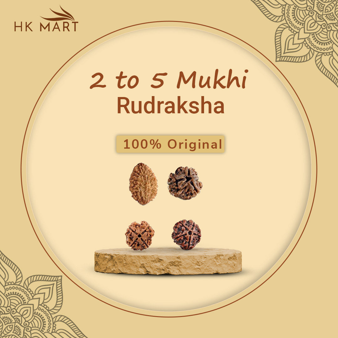2 to 5 mukhi Rudraksha