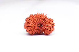 20 Mukhi (Nepali) Rudraksha| 20 Mukhi Rudraksha Price And Benefits| 20 Mukhi Certified Rudraksha| 20 Mukhi Original Rudraksha| 20 Mukhi Rudraksha For Men And Women|