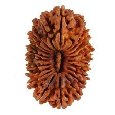 21 Mukhi (Nepali) Rudraksha|21 Mukhi Certified Rudraksha| 21 Mukhi Original Rudraksha| 21 Mukhi Nepali Rudraksha Price And Benefits|