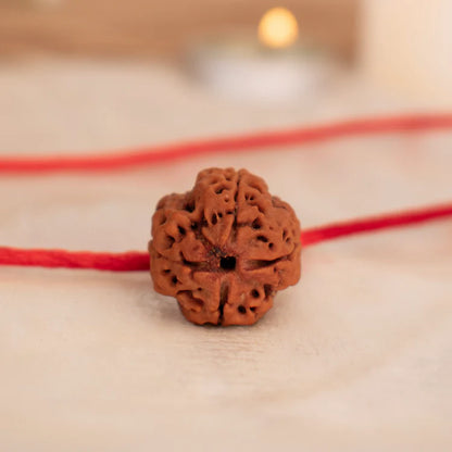 4 Mukhi Rudraksha (Nepal) | 4 Mukhi Rudraksha Original | 4 Mukhi Rudraksha Price | 4 Mukhi Rudraksha Benefits | 4 Mukhi Rudraksha Mala | 4 Mukhi Rudraksha Bracelet | 4 Mukhi Rudraksha Pendant|original| 4 mukhi rudraksha|certified 4 mukhi rudraksha|4 face rudraksha