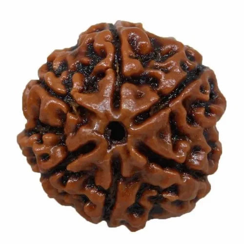 6 mukhi rudraksha | 6 mukhi rudraksha benefits | 6 Mukhi Rudraksha Price | 6 mukhi rudraksha mala | 6 mukhi rudraksha Pendant | 6 mukhi rudraksha Original
