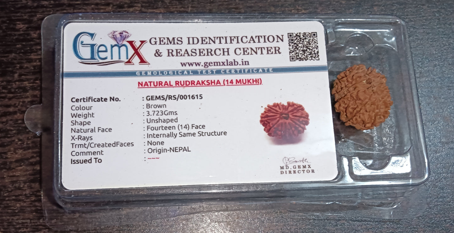 14 Mukhi Rudraksha (Nepal)