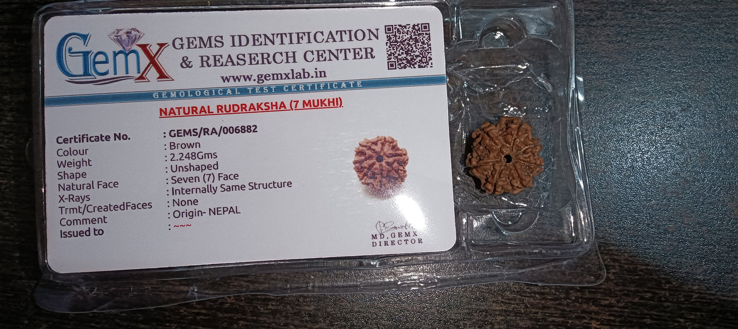 7 Mukhi Rudraksha (NEPAL)