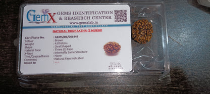 3 Mukhi Rudraksha